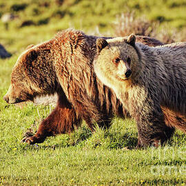 Mama and Young Cub in Lamar Valley by Natural Focal Point Photography