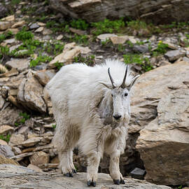 Mama Goat No. 1 by Matt Halvorson