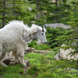 Mama Goat No. 2 by Matt Halvorson