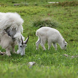 Mamma and Calf by Matt Halvorson