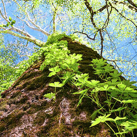 Mammoth Sycamore by Steven Nelson