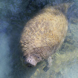 Manatee 1A by Sally Fuller