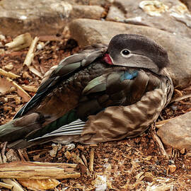 Mandarin duck 001 by Flees Photos