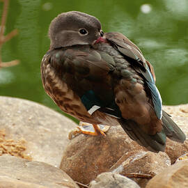 mandarin duck 002 by Flees Photos