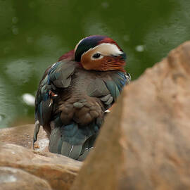 mandarin duck 003 by Flees Photos