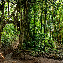 Manoa Falls Trail by Kelley King