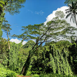 Manoa Falls Valley by Kelley King