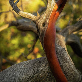 Manzanita - Curve of Resilience by Dodie Ross