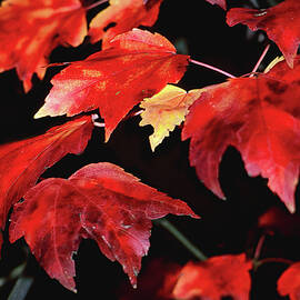 Maple Fire by Steven Nelson