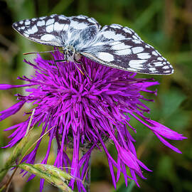 Marble White Butterfly by Shirley Mitchell