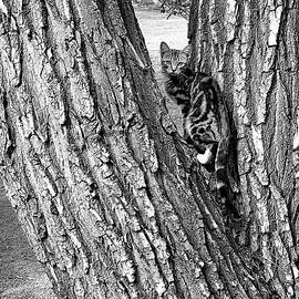 Marbled Tabby Kitten Climbs Tree in Abiquiu New Mexico by Mary Lee Dereske