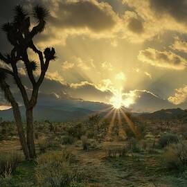 March 2025 Joshua Tree Desert Sunset by Alain Zarinelli