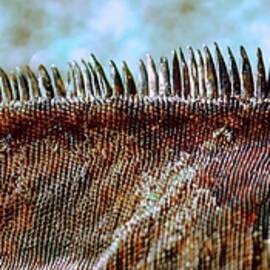 Marine Iguana Reptilian Ridge in Close Focus by Bruce Block