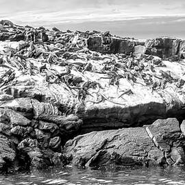 Marine Iguanas on Rocky Shore by Bruce Block