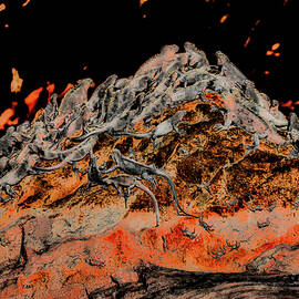 Marine iguanas warming up on a rock by Bruce Block
