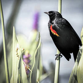 Marshland Red Winged Blackbird  by Rebecca Herranen