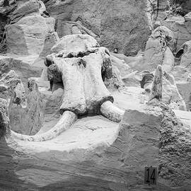 Mastodon Revealed by Mary Lee Dereske