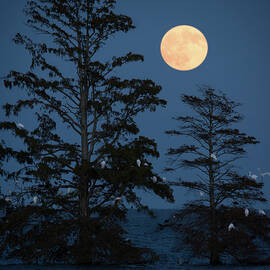 Mattamuskeet Moonrise 0792 Revisited by Dan Beauvais