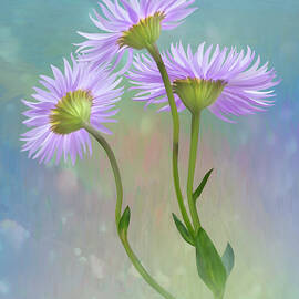 Mauve Daisy by Sue Leonard