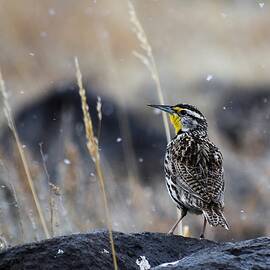 Meadowlark by Alden White Ballard