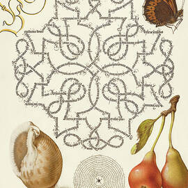 Medieval calligraphy and illumination - Butterfly, Marine Mollusk, and Pear by Moira Risen Prints