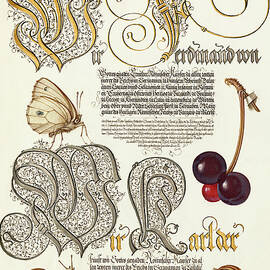 Medieval calligraphy and illumination - Butterfly, Sweet Cherry, and Land Snails by Moira Risen Prints
