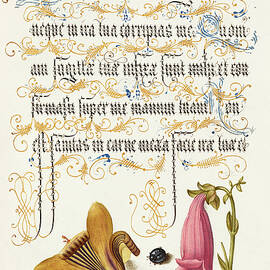 Medieval calligraphy and illumination - Cloth-of-Gold Crocus, Beetle, and Foxglove by Moira Risen Prints
