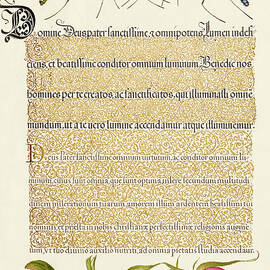 Medieval calligraphy and illumination - Crested Crane Fly, Insect, and French Rose by Moira Risen Prints