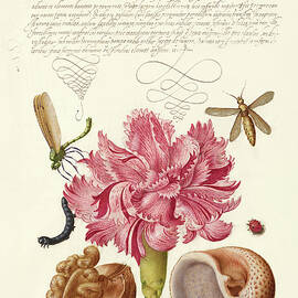 Medieval calligraphy and illumination - Damselfly, Carnation, Insect, Caterpillar, Ladybird by Moira Risen Prints