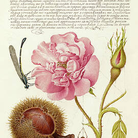 Medieval calligraphy and illumination - Damselfly, French Rose, Spanish Chestnut, and Spider by Moira Risen Prints