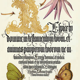 Medieval calligraphy and illumination - Dog-Tooth Violet and Butterflies by Moira Risen Prints
