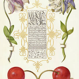 Medieval calligraphy and illumination - European Columbines and Sweet Cherry by Moira Risen Prints