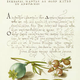 Medieval calligraphy and illumination - Opium Poppy, Bladder Campion, and Broad Bean by Moira Risen Prints