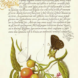 Medieval calligraphy and illumination - Ringlet, False Jerusalem Cherry, and Milkwort by Moira Risen Prints