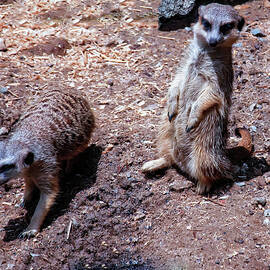 meerkats by Flees Photos