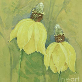 Mexican Hat Wildflower by Gordon Beningfield