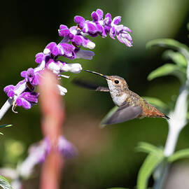 Mexican Sage and Me by Joe Schofield
