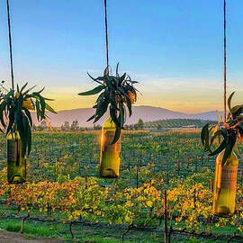 Mexico Wine Country Sunset by William Scott Koenig