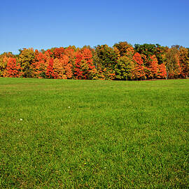 Michigan Woodlot in Autumn by Mary Lee Dereske