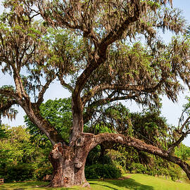 Middleton Oak by Louis Dallara