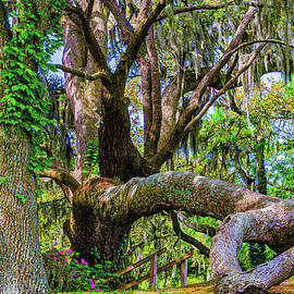 Middleton Oak Tree by Louis Dallara