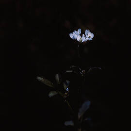 Midnight bloom by Nova Rae