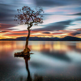 Milarrochy Tree Sunset - November by Grant Glendinning
