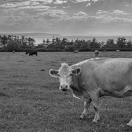 Milk Cow by the Salish Sea in Black and White by Mary Lee Dereske