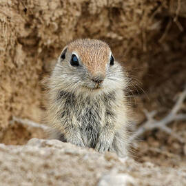 Mini-Whistle Pig - Uinta Ground Squirrel Kit, Oregon by KJ Swan