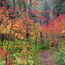 Minnesota Autumn Forest by Cascade Colors