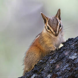 Mischievous by Mike Lee