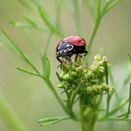 Miss Bug Dines on Cilantro by Joe Schofield