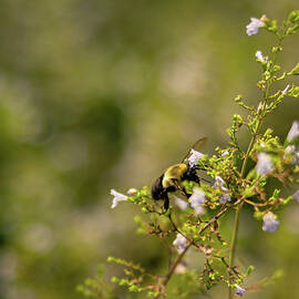 Missouri - Bee by Robert Niemeier
