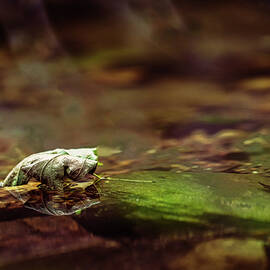 Missouri Forest - Leaf Floating by Robert Niemeier